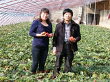 公司人员与山东农科院博士到草莓基地指导农户种植技术