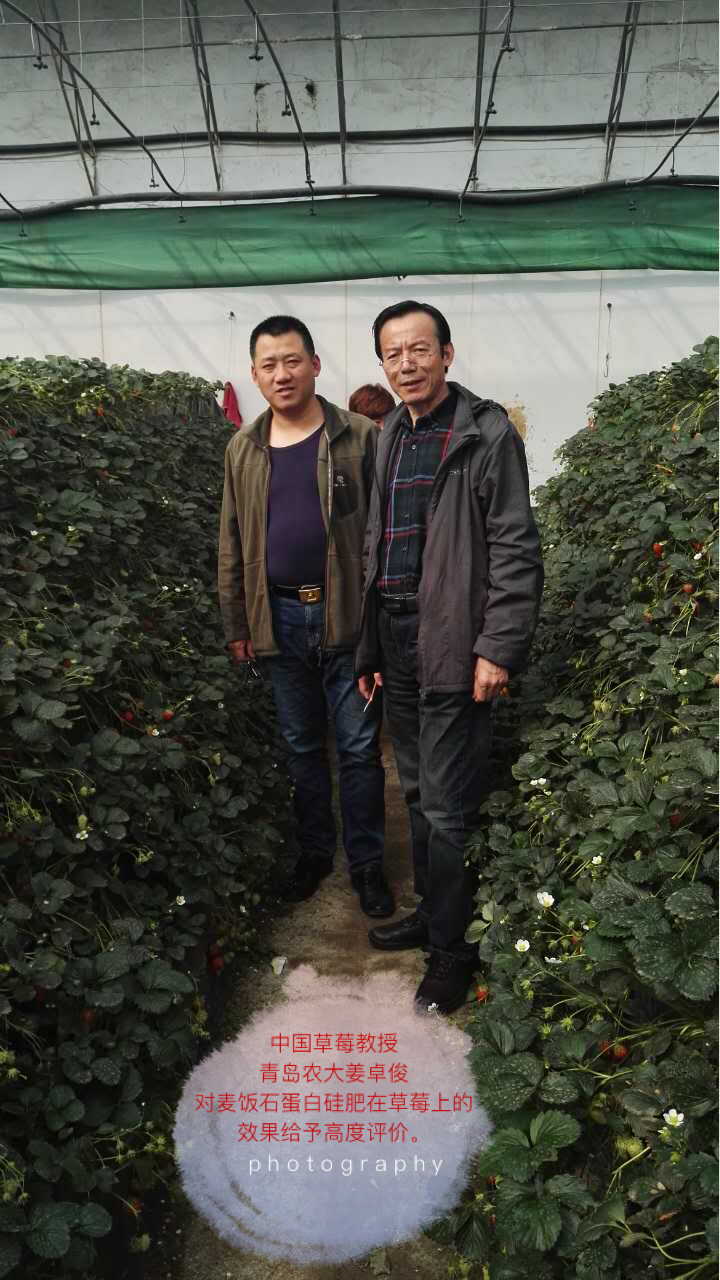 草莓教授姜卓俊先生